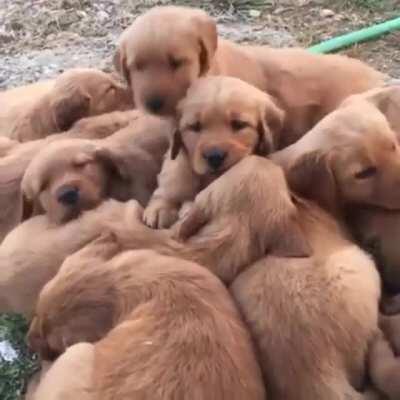 A puddle of Golden nuggets 😍