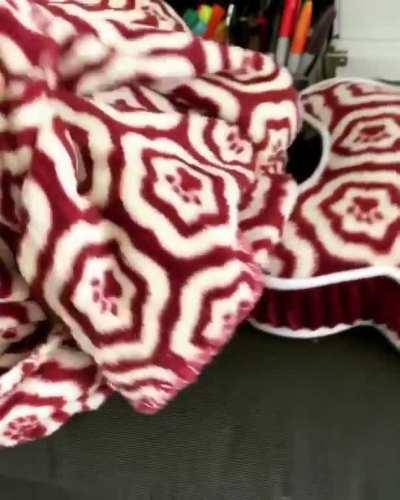 My Shibe likes to sleep inside his blanket...