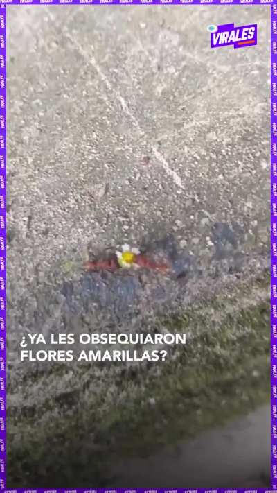 Te gustaría recibir flores?