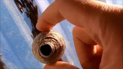 why would you even get that close to a wasp nest