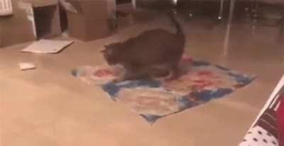 âMy work is doneâ