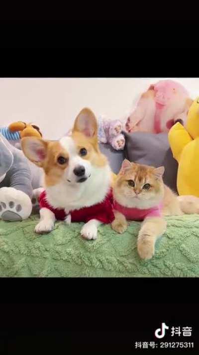 有些喵🐱🐱长着长着就变了