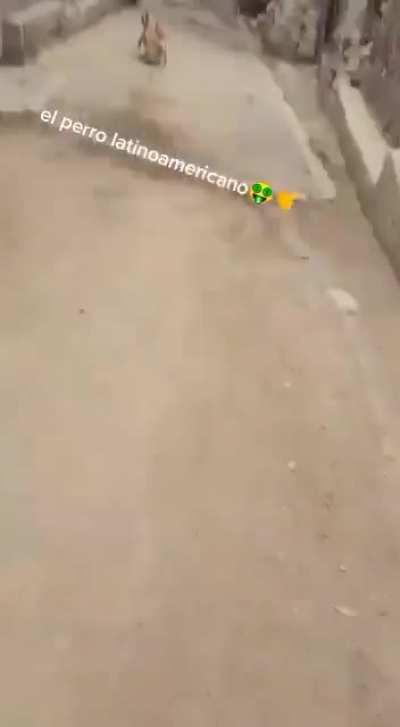 Perro de latam 🤑🥵