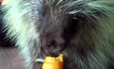 Teddy the Porcupine eats a pumpkin loudly.