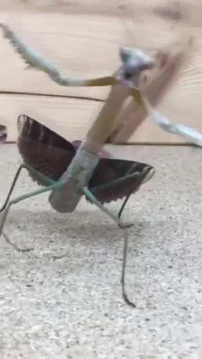 Slim looking dangerous 🥶 🥶