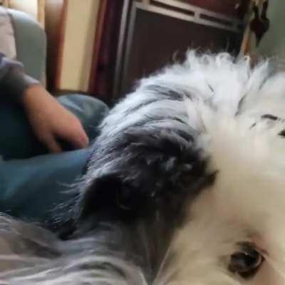 He looks like a muppet