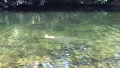 Coipos en los lagos de Palermo