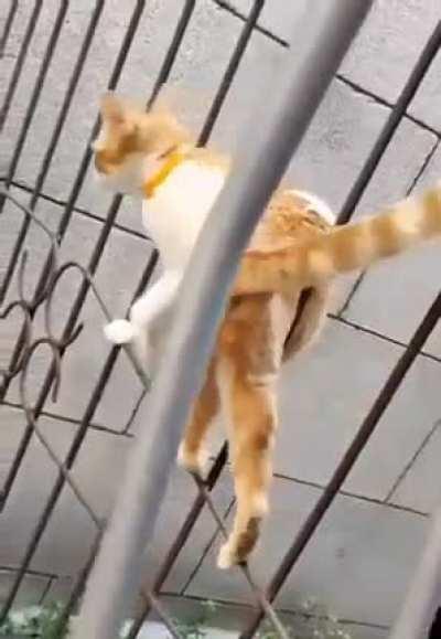 meowssion impossible