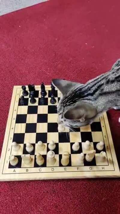 CAT (2600) RESIGNS AFTER 1.E4