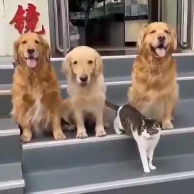 Adopting an introvert to the friends group be like