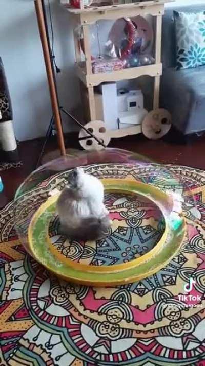 Под куполом