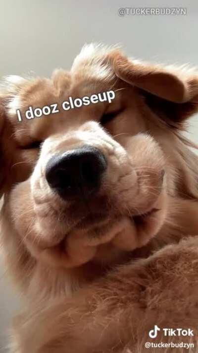 I boop le snoot and repeat!