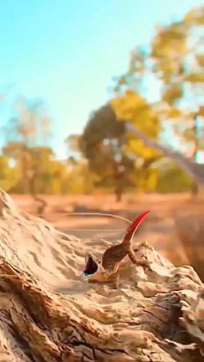 Dragon-tailed Gecko, spraying sticky liquid from their tails straight at any would-be predators.