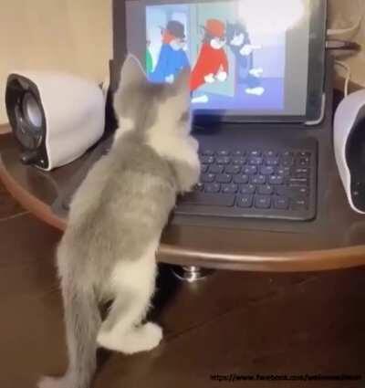 Kitten watching the cartoon