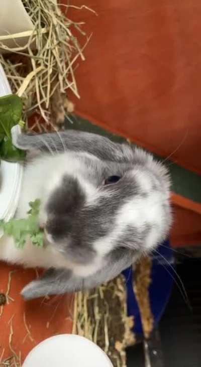 Nomnom 🐰