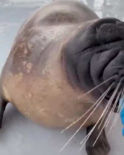 Daily Seal! I roll a wheel of all the seals I know and post my fav video of them! Today is.. Katsunori!