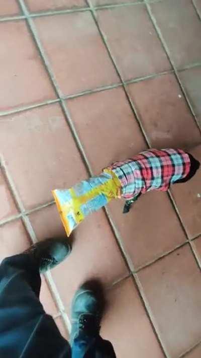 My dog gets head stuck in bag of chips