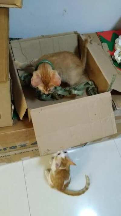 My kittens playing with each other :)