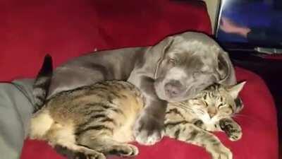 Любовь это...