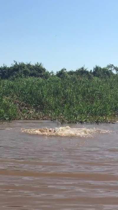 Jaguar wrestles with a large caiman in deep water.