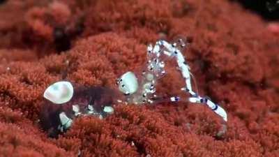 🔥 Transparent Cleaner shrimp