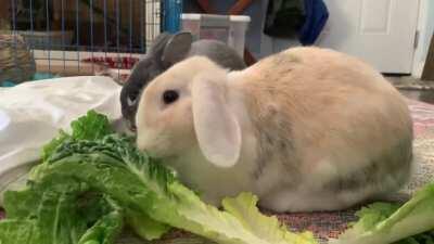 I love the way their little munches sound