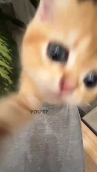 How will they survive in the world