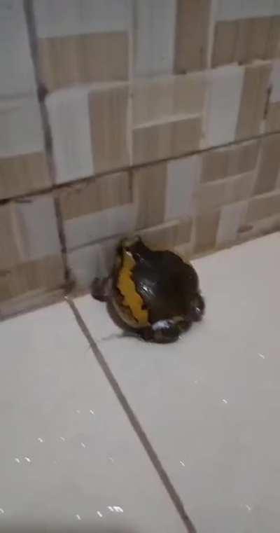 A little ranidaphobia for you guys.