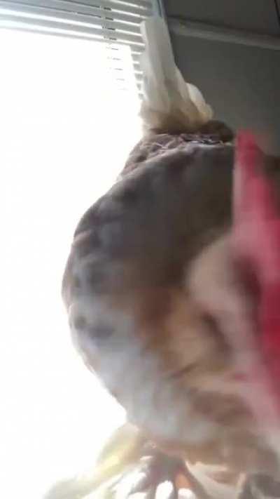 Slept in an extra hour and this little man decided it was time to wake me up bc he wants his breakfast