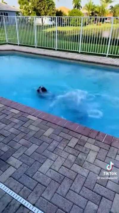 Dogs have never seen a pool
