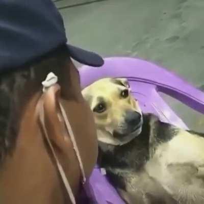 Pitoco é o tal do cachorrão