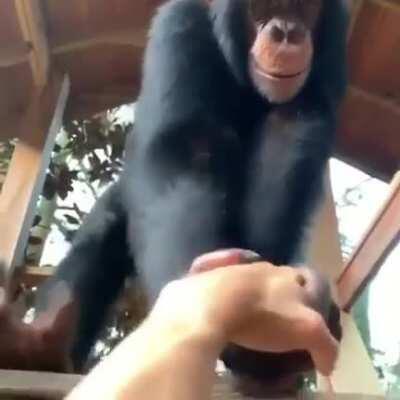 This chimpanzee is being a gentleman (with a fist bump at the end8