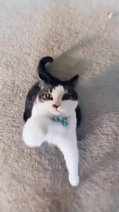 Give Paw...? Nah! Something better