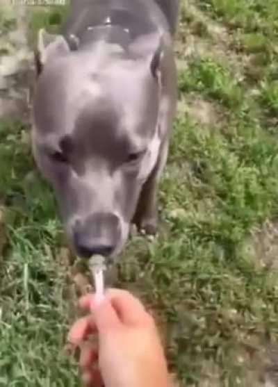 Animals doing animal things - Happy Wednesday