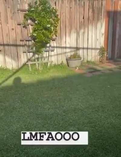 Oh just an ordinary backyard airplane toy