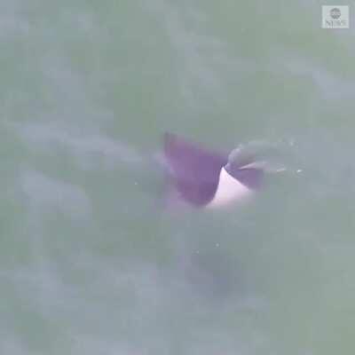 The most sunburned man i have ever seen