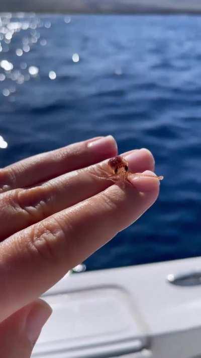 Tiny baby octopus