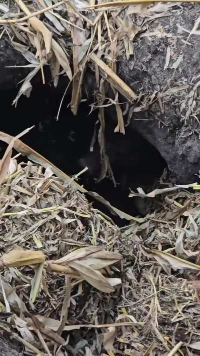 There's something you don't see everyday, a bear in a cornfield