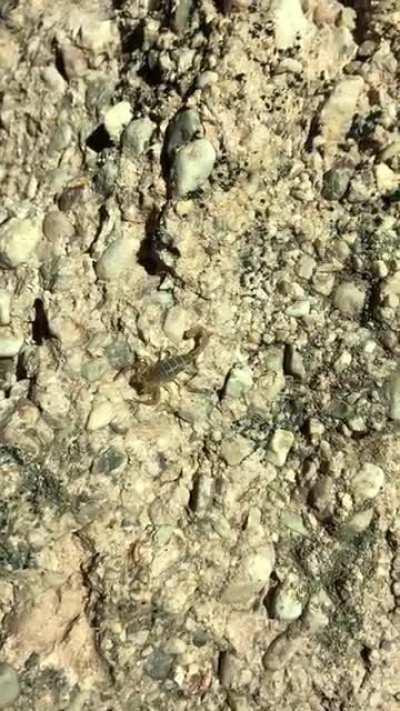 Scorpions glow under UV light