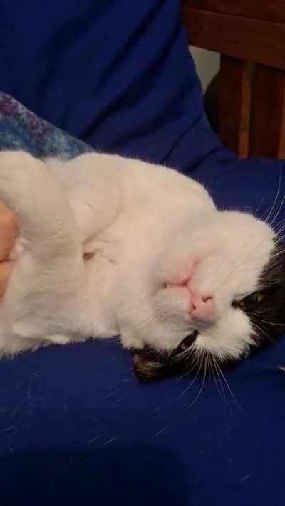 Hazardous levels of purring from Her Highness Princess Wilhelmina of Prussia