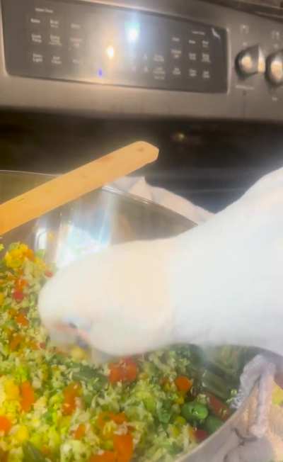 Pepita eating chop 🍽️