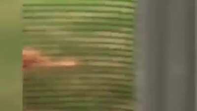 Dog Gets Caught Digging Hole and Tries to Play it Off