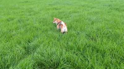 Replaced the cat software with rabbit OS..