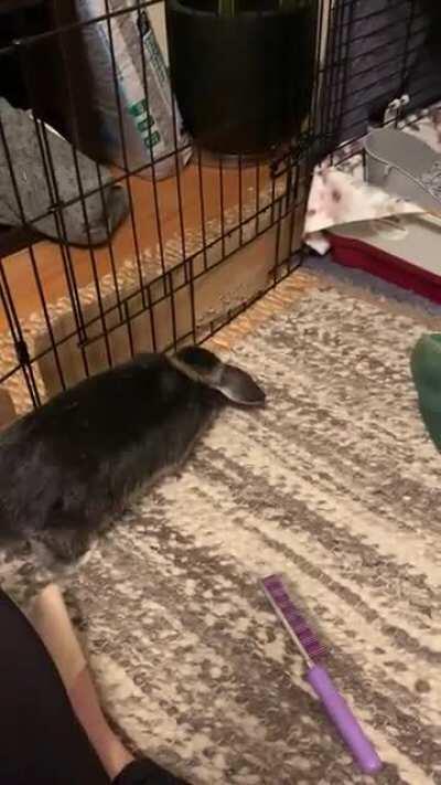 Someone got a little too excited about fresh hay