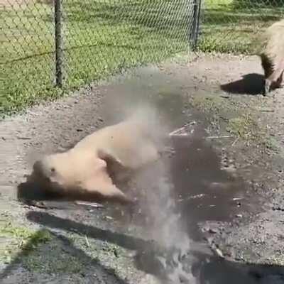 Carpinchos bañandose