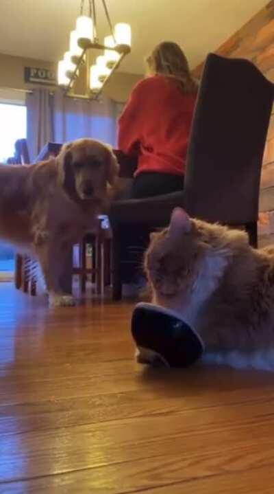 Dang, cats are on another level lol