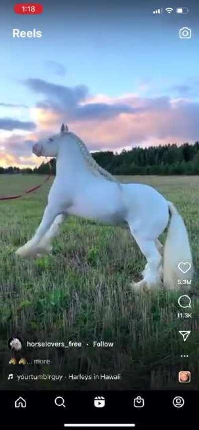 CassidyPayne as a horse🤔😂
