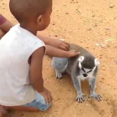 Cheeky Lemur knows what it wants