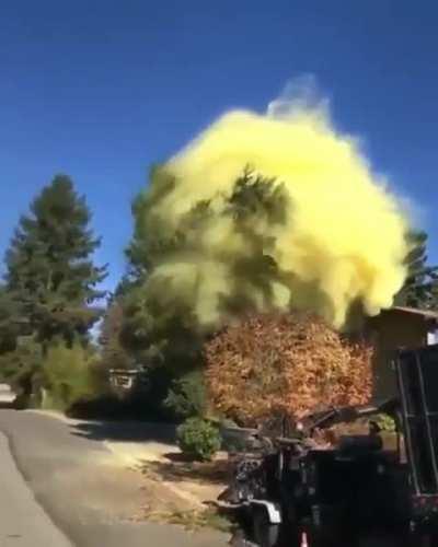 I never would have guessed one tree could have that much pollen 