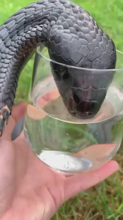 I've never even thought about how snakes drink.